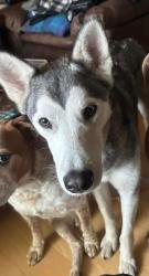 Lost Male Dog last seen Rush river road, Sacramento, CA 95831