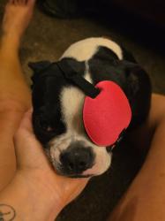 Lost Female Dog last seen Haley Road, Berryville, AR 72616