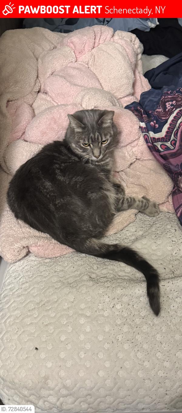 Lost Male Cat last seen Broadway Stewarts, Schenectady, NY 12306