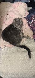 Lost Male Cat last seen Broadway Stewarts, Schenectady, NY 12306