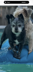 Lost Male Dog last seen East Chestnut St &Hawthorne Ave Kittanning Pa 16201, Kittanning, PA 16201