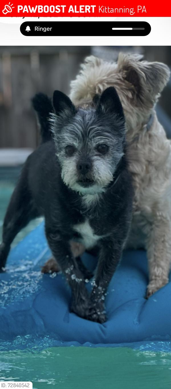 Lost Male Dog last seen East Chestnut St &Hawthorne Ave Kittanning Pa 16201, Kittanning, PA 16201