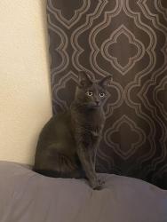 Lost Female Cat last seen Oak Island drive & Commerce , North Las Vegas, NV 89032