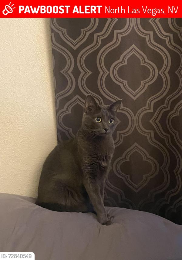 Lost Female Cat last seen Oak Island drive & Commerce , North Las Vegas, NV 89032