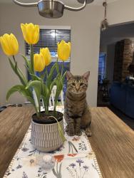 Lost Male Cat last seen Liberty Park , North Richland Hills, TX 76180