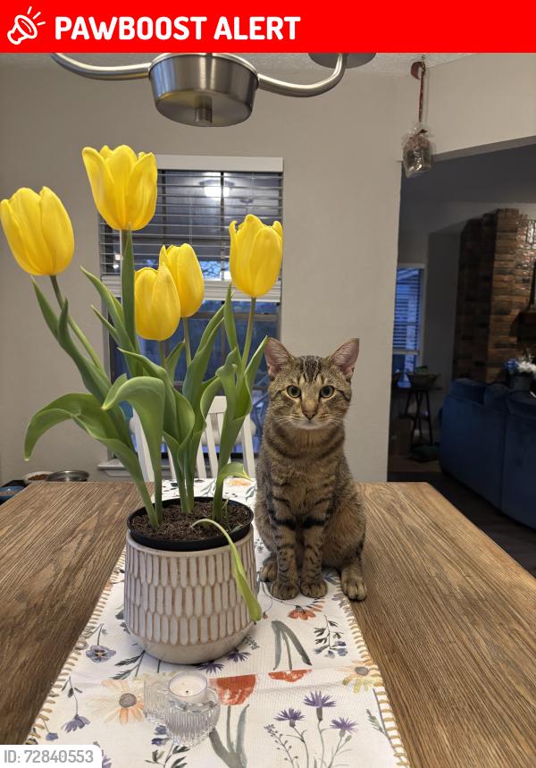 Lost Male Cat last seen Liberty Park , North Richland Hills, TX 76180