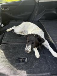 Found/Stray Unknown Dog last seen Echo and 3rd Lane; close to Elmore. A few miles from Pearl Rd, Parma, ID 83660