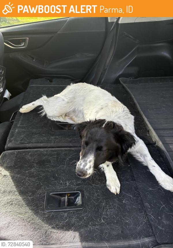 Found/Stray Unknown Dog last seen Echo and 3rd Lane; close to Elmore. A few miles from Pearl Rd, Parma, ID 83660
