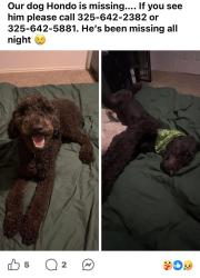 Lost Male Dog last seen Near 76708 area of China Sping in Waco, Texas, Waco, TX 76708