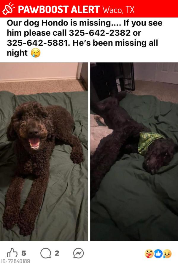 Lost Male Dog last seen Near 76708 area of China Sping in Waco, Texas, Waco, TX 76708