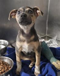 Shelter Stray Female Dog last seen Near BLOCK MORNING DR, BAKERSFIELD CA 93306, Bakersfield, CA 93308