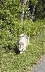 Found/Stray Unknown Dog last seen Schuyl River Trail at Marlottan Village, Birdsboro, PA 19508