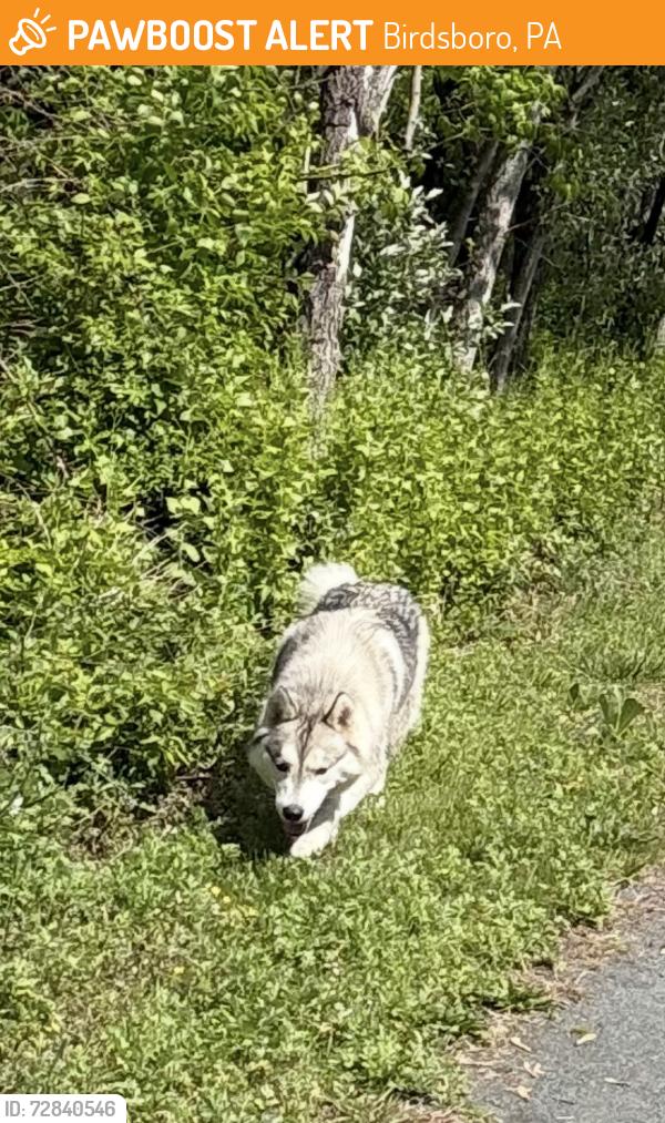Found/Stray Unknown Dog last seen Schuyl River Trail at Marlottan Village, Birdsboro, PA 19508