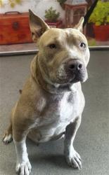 Shelter Stray Female Dog last seen N CEDAR ST X E LYNWOOD DR, San Bernardino, CA 92401