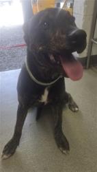 Shelter Stray Female Dog last seen S RIVERSIDE AVE X E MERRILL AVE, San Bernardino, CA 92401