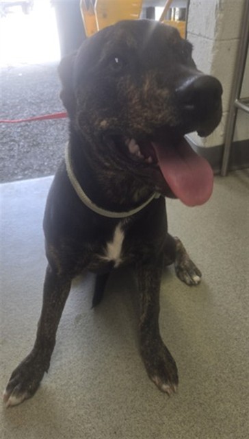 Shelter Stray Female Dog last seen S RIVERSIDE AVE X E MERRILL AVE, San Bernardino, CA 92401