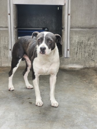 Shelter Stray Male Dog last seen , San Pedro, CA 90731