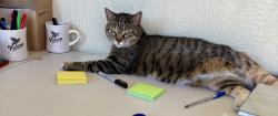 Lost Female Cat last seen Meander & XA Meyer, Granbury, TX 76049