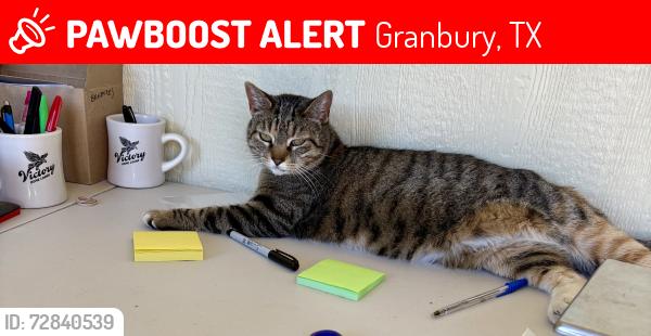 Lost Female Cat last seen Meander & XA Meyer, Granbury, TX 76049