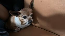 Found/Stray Female Dog last seen La bonita shopping center, North Las Vegas, NV 89030