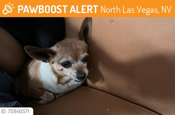 Found/Stray Female Dog last seen La bonita shopping center, North Las Vegas, NV 89030