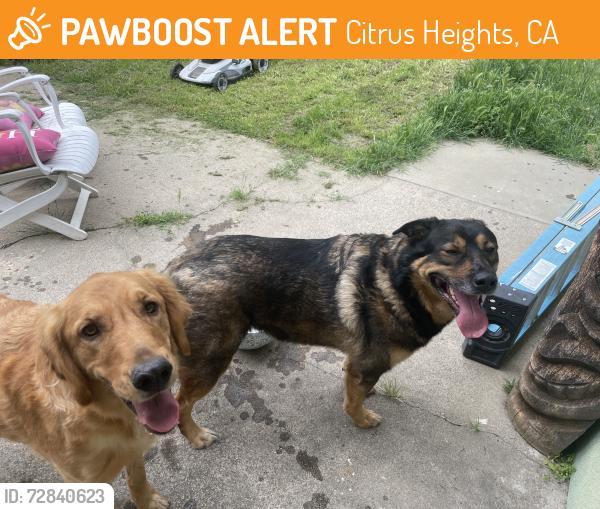 Found/Stray Female Dog last seen Glen Alta way and Glen creek near Madera Park, Citrus Heights, CA 95610