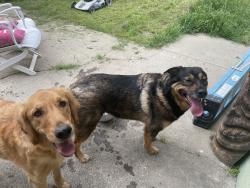 Found/Stray Female Dog last seen Glen Alta way and Glen creek near Madera Park, Citrus Heights, CA 95610