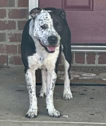 Found/Stray Male Dog last seen Lakeside Cove Neighborhood near Skip Jack Dr., Nashville, TN 37013