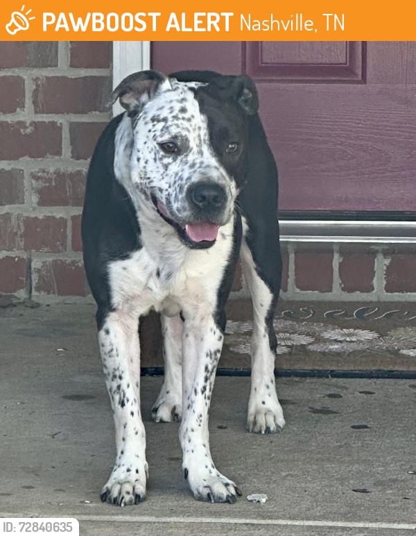 Found/Stray Male Dog last seen Lakeside Cove Neighborhood near Skip Jack Dr., Nashville, TN 37013
