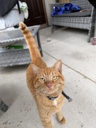 Found/Stray Male Cat last seen Rymal between West 5th and Garth, Hamilton, ON L9B 2T3