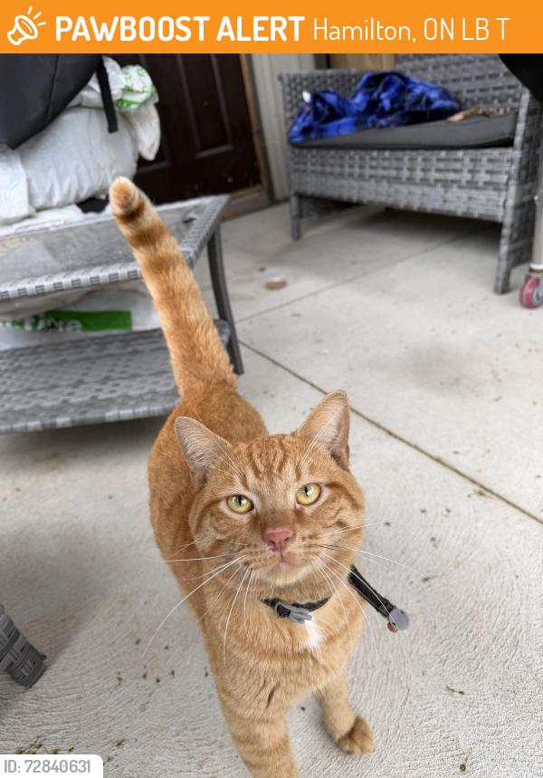 Found/Stray Male Cat last seen Rymal between West 5th and Garth, Hamilton, ON L9B 2T3