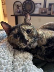 Lost Female Cat last seen Schnepf and combs , San Tan Valley, AZ 85140