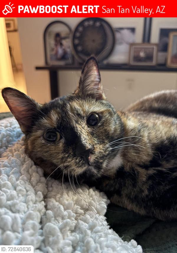Lost Female Cat last seen Schnepf and combs , San Tan Valley, AZ 85140