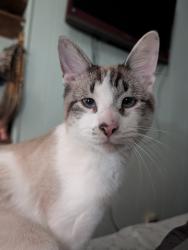 Lost Male Cat last seen Seton ave Decatur al, Decatur, AL 35601