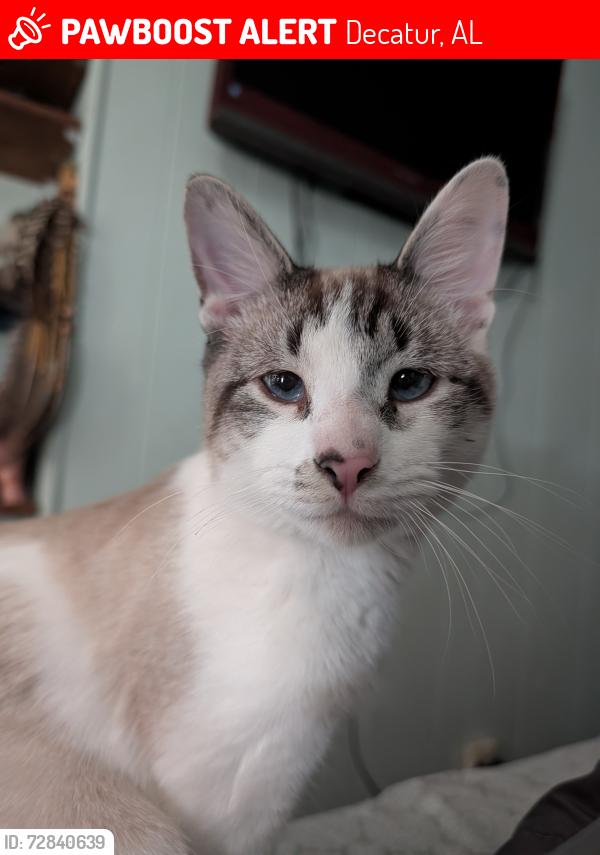 Lost Male Cat last seen Seton ave Decatur al, Decatur, AL 35601