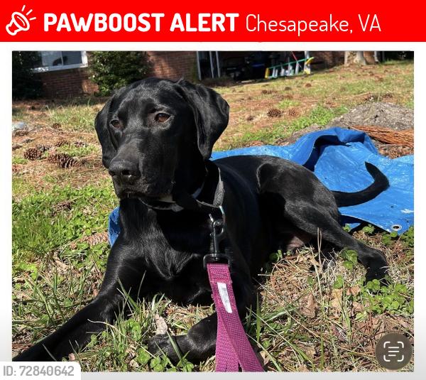Lost Male Dog last seen Hemple flea market Campostella/ hemple , Chesapeake, VA 23324