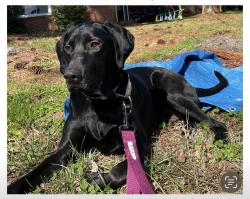 Lost Male Dog last seen Hemple flea market Campostella/ hemple , Chesapeake, VA 23324