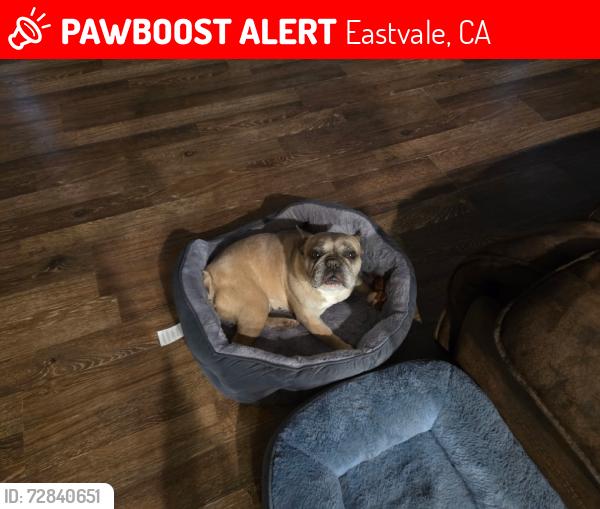 Lost Female Dog last seen 65th and archibald ave., Eastvale, CA 92880