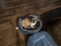 Lost Female Dog last seen 65th and archibald ave., Eastvale, CA 92880