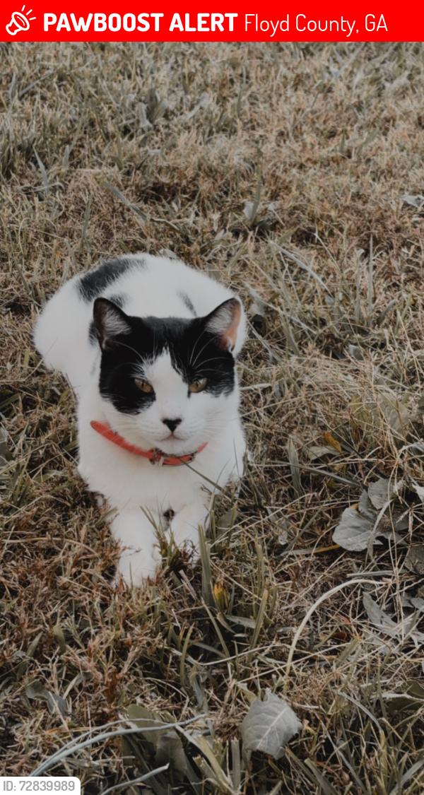 Lost Female Cat last seen turner bend road, Floyd County, GA 30165