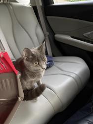 Found/Stray Female Cat last seen Boat ramp, Wake County, NC 27522