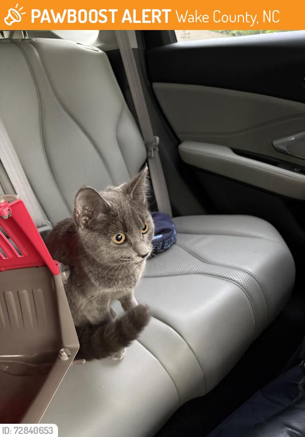 Found/Stray Female Cat last seen Boat ramp, Wake County, NC 27522