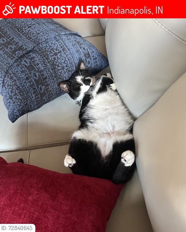 Lost Female Cat last seen Raceway Road, Indianapolis, IN 46231