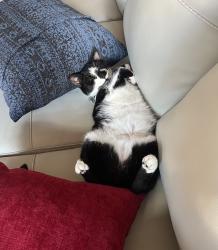 Lost Female Cat last seen Raceway Road, Indianapolis, IN 46231