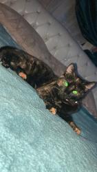 Lost Female Cat last seen at  , Greater London, England RM3 0UB