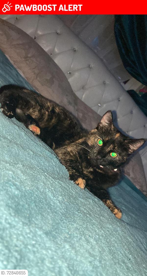 Lost Female Cat last seen at  , Greater London, England RM3 0UB