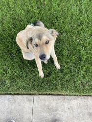 Found/Stray Male Dog last seen Near, Visalia, CA 93277