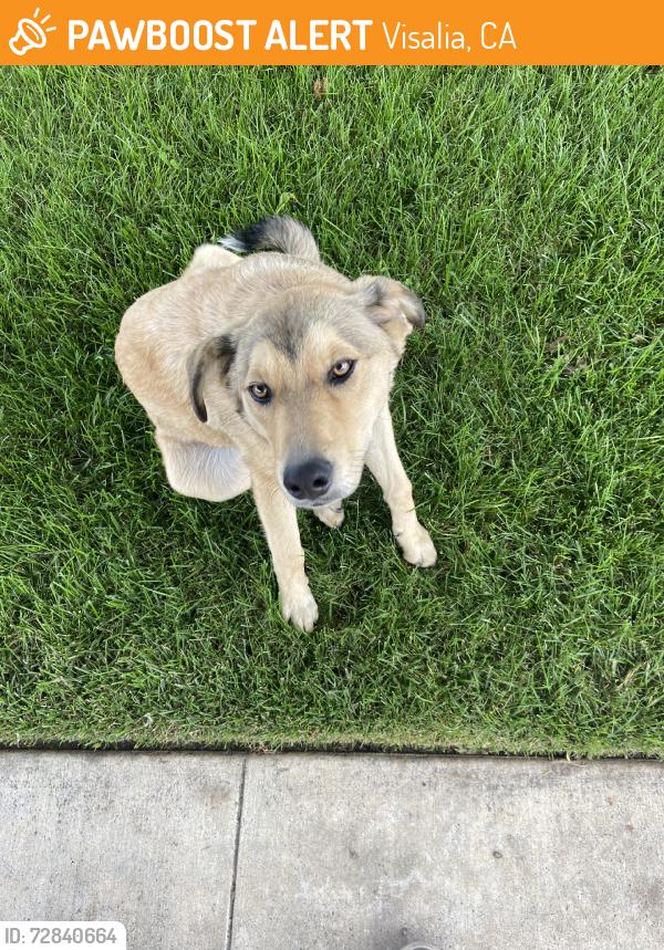 Found/Stray Male Dog last seen Near, Visalia, CA 93277