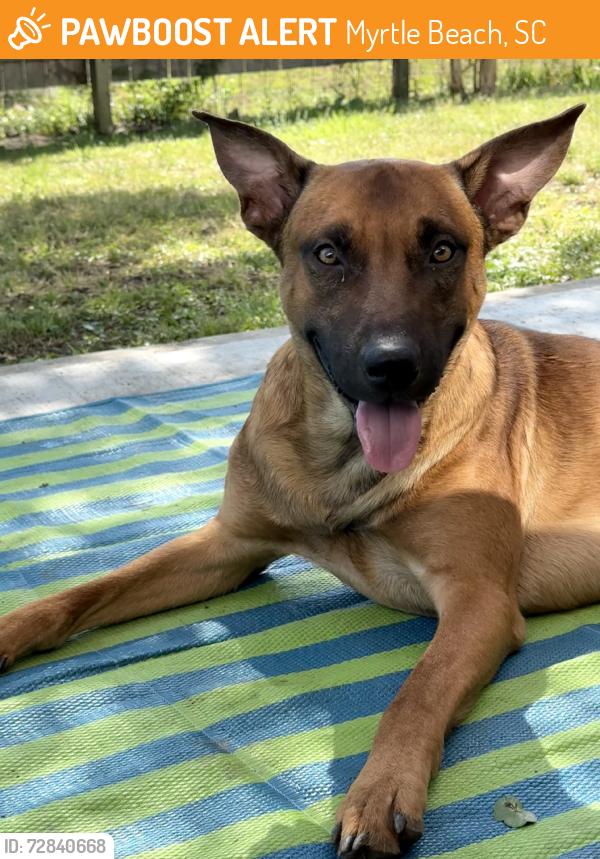 Found/Stray Male Dog last seen Enterprise Rd, Myrtle Beach, SC 29588