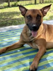 Found/Stray Male Dog last seen Enterprise Rd, Myrtle Beach, SC 29588